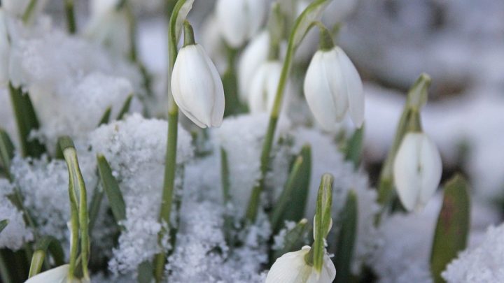 snowdrops in the snow