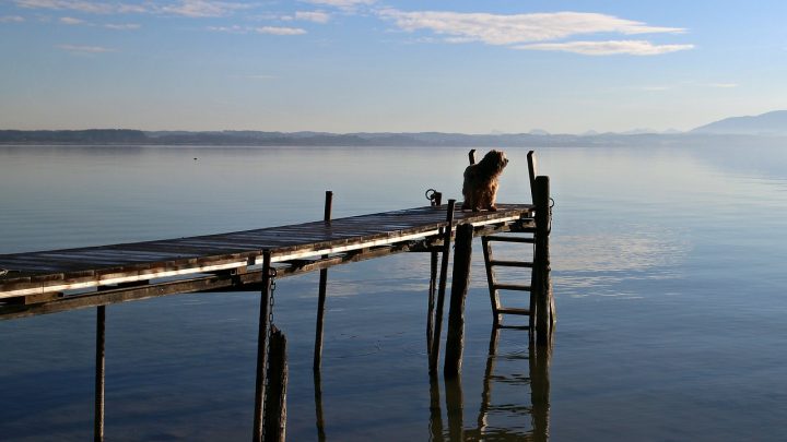 Stress relief on the dock